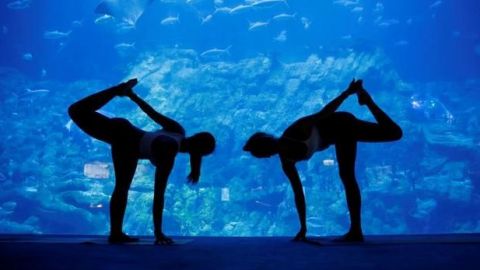 Acuario Ocean Park de Hong Kong ofrece sesiones de yoga