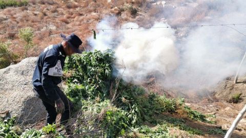 Destruye Guardia Nacional más de 29 toneladas de marihuana en Tecate