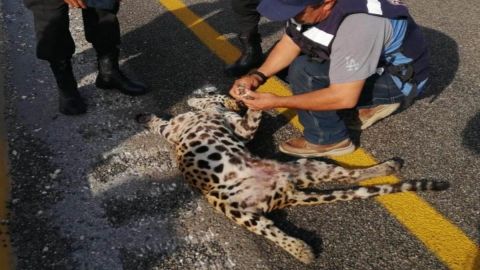 Muere jaguar en Campeche luego de ser atropellado