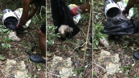 VIDEO: Hallan a perrito atado dentro de una bolsa y no logra sobrevivir
