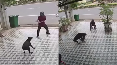 Con movimientos al estilo Karate Kid un hombre se enfrenta a un par de perros