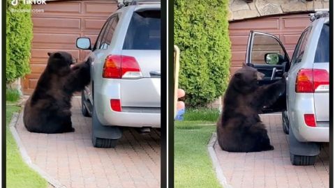 VIDEO: Captan a un oso abriendo la puerta de una camioneta