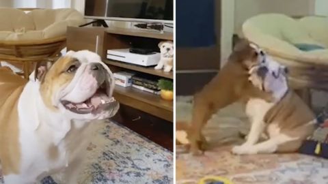VIDEO: Bulldog enloquece al conocer a su ‘’hermanito’’