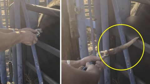 ¡FUERTES IMÁGENES!: Hombre ayuda a vaca con un cuerno de alce encajado