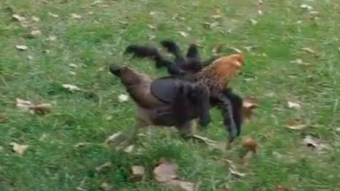 Video: Disfrazó a su gallina como una araña gigante para Halloween y hubo pánico