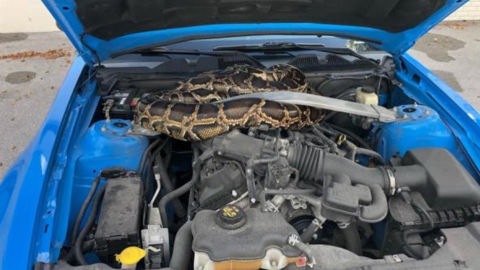VIDEO: Hombre cree que su coche no funciona; encuentra serpiente en el motor