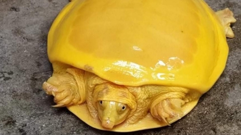 Hallan increíble 'tortuga amarilla' en la India