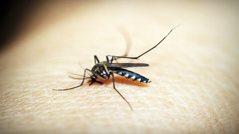 Confirman defunción por dengue con signos de alarma en Sinaloa