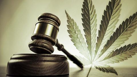 Informará el gobierno de Baja California uso medicinal de la cannabis