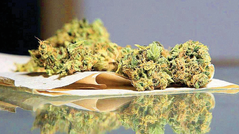 Avanza ley sobre marihuana que permite posesión de 200 gramos