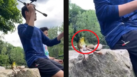 ¿Es real? Captan en video a una rana sentada 'pescando' con amigos humanos