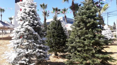 Llegan los arbolitos de navidad a Tijuana