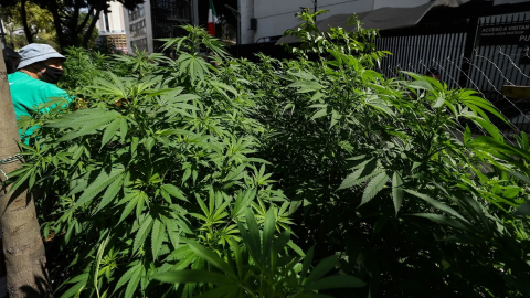 Senado aprueba despenalización del uso lúdico de la marihuana