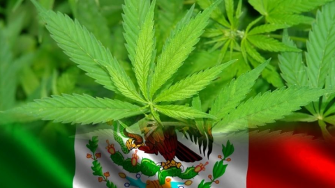Diputados reciben minuta para uso lúdico de la marihuana