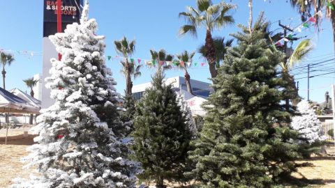 Aumenta venta de árboles navideños en Tijuana