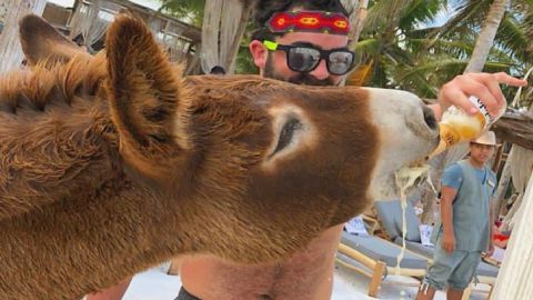 VIDEO: Turistas dan cerveza a burro como atracción turística en Tulum