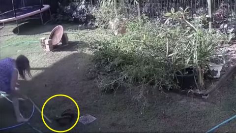 VIDEO: Mujer lucha contra pitón que atacaba a su perro en el jardín
