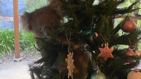 Koala sorprende a una familia al trepar en su árbol de Navidad