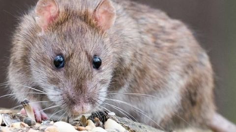 VIDEO: Pelea de dos ratas a la vista de todos (Original y Editado)