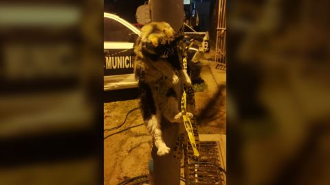 Policía municipal de Ensenada maltrata a gato