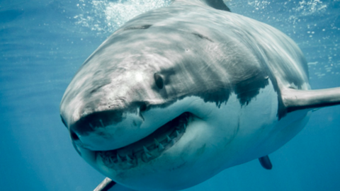 Tras ataque de tiburón en isla San Martín, murió mujer de 39 años