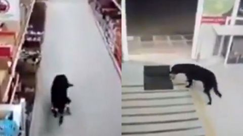VIDEO: Perrito roba comida de una tienda y sanitiza sus patitas al salir