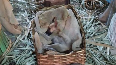 🐾 FOTOS: Perrito dormía en un nacimiento y enternece redes