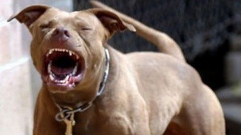 Se escapa perro pitbull y mata a perrito de un niño
