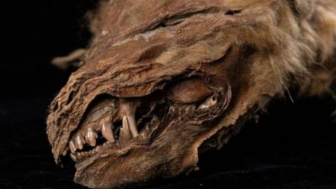 Encuentran cuerpo de lobo cachorro de 57 mil años