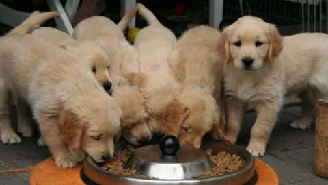 Rescatan a cachorros para evitar que comercializaran su carne en China