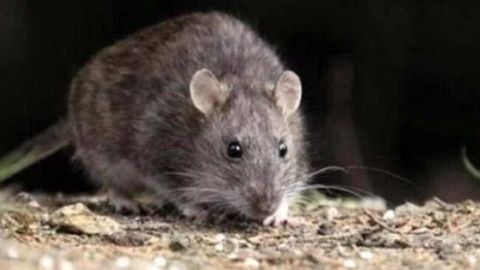 Ratón da positivo a Hantavirus en San Diego