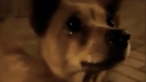 Perro 'llora' al ser alimentado por una joven; video conmueve y se hace viral