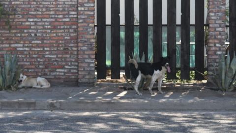 Aumentan denuncias por mascotas pérdidas