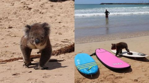 ¿Quería surfear? Koala sorprende a turistas en una playa australiana