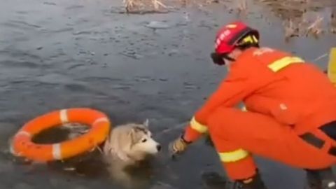 ¡Héroes! Bomberos rescatan a perro que cayó en lago congelado