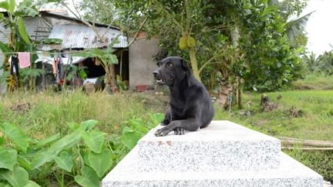 Perrita no abandona la tumba de niño que murió ahogado en Vietnam