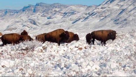 Muestran manada de bisontes en Coahuila, a más de 100 años de ausencia