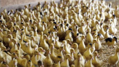 Tras brote de gripe aviar, Francia decide sacrificar a más patos