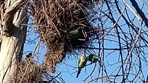 Video: Guacamayas construyen nidos fuera del aviario del Parque Morelos