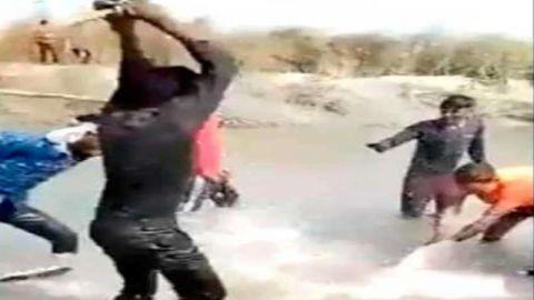 VIDEO: Captan en video a sujetos que golpearon a delfín en India