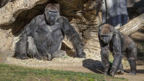 Gorila del zoológico de San Diego da positivo a Covid19