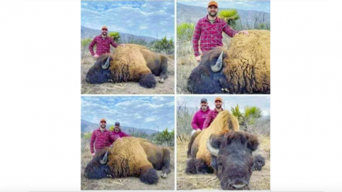 Indigna en redes imágenes de la caza de un bisonte americano en Coahuila