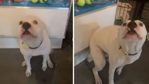 VIDEO: Perrito... 'perrea' y conquista las redes con sus pasos