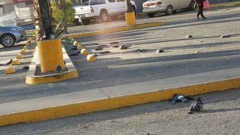 Envenenan palomas en el Calimax de Otay; temen que ahora mueran mascotas