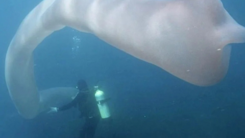 VIDEO: Buzos captan gigantesca criatura submarina: el gusano medía 8 metros