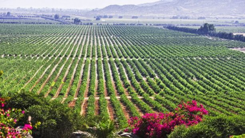 Viven intranquilos residentes del Valle de Guadalupe