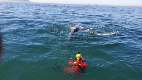 Liberan marinos a ballena enmallada