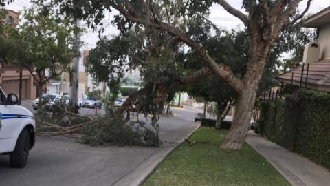 Caen postes por viento en Tijuana