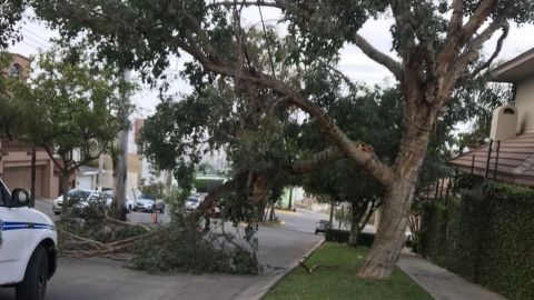 Atiende bomberos 65 incidentes causados por vientos en Tijuana