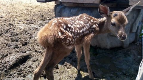 Tierno: nacimiento de animales en el Parque Morelos